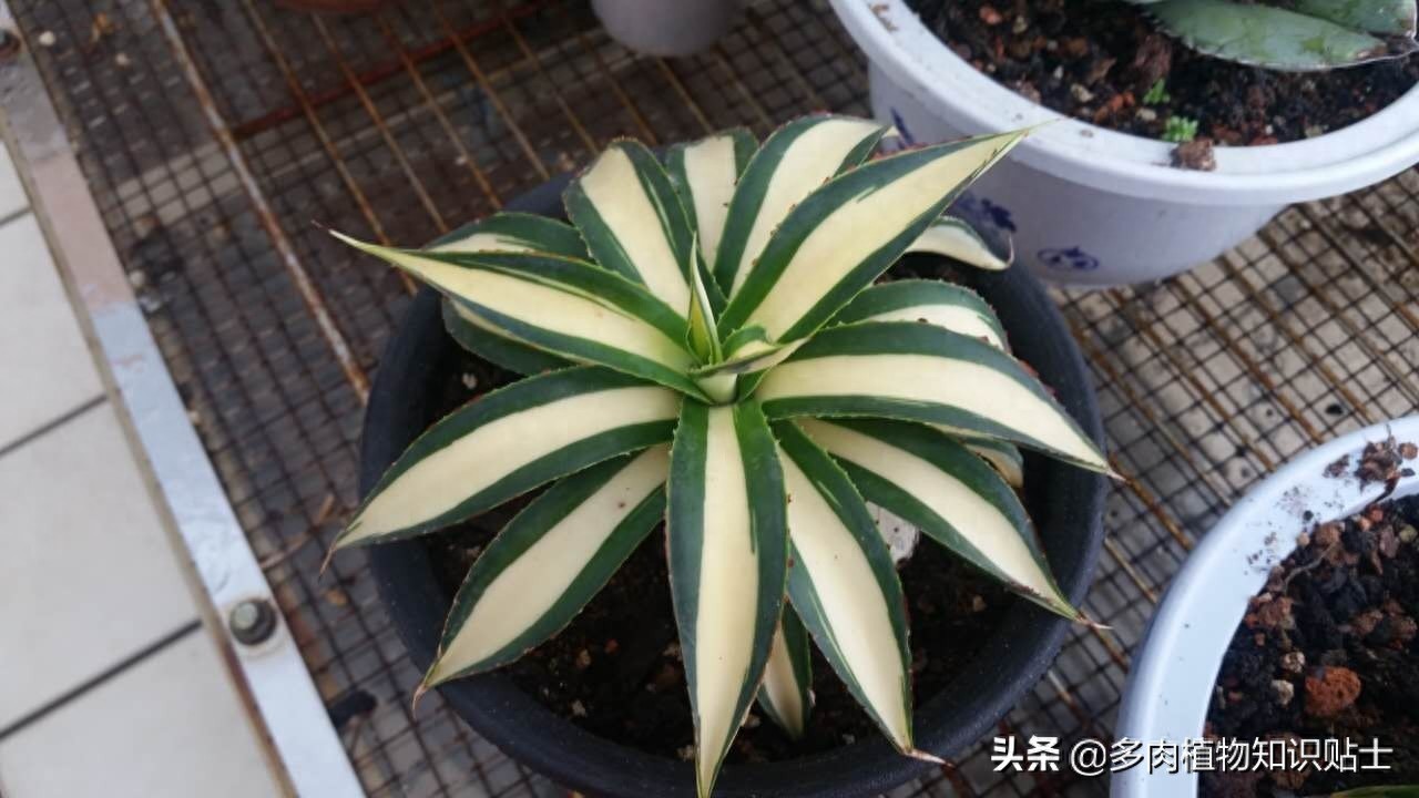 最新最奇特的龙舌兰，你家的阳台里也有它们吗？