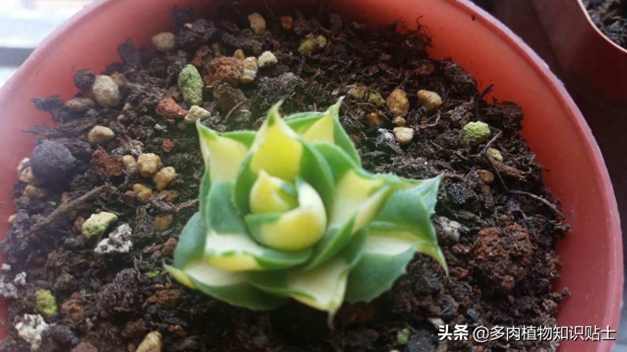 最新最奇特的龙舌兰，你家的阳台里也有它们吗？