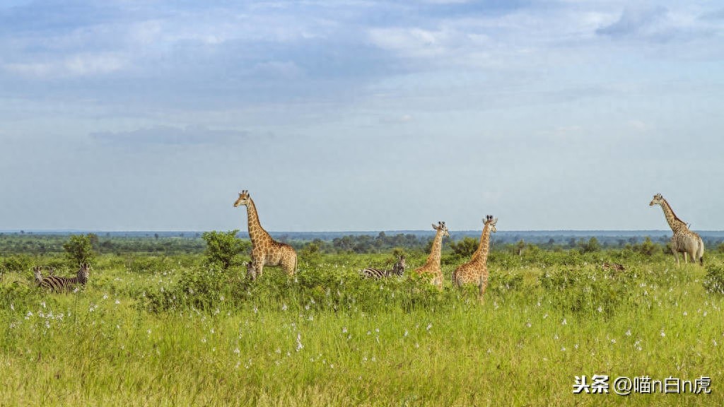 这里是莫桑比克