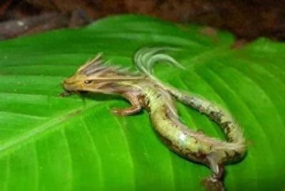 ​辽宁营口坠龙，10米长的巨龙从天而降，现场千人围观